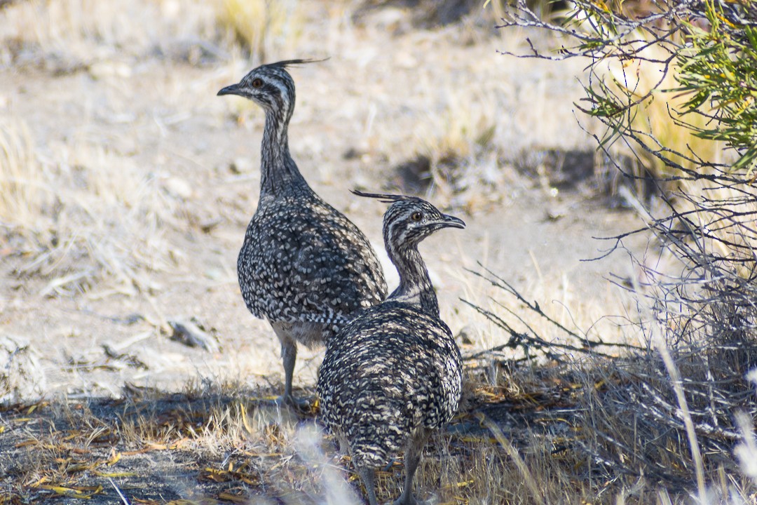 Elegant Crested-Tinamou - ML220701361