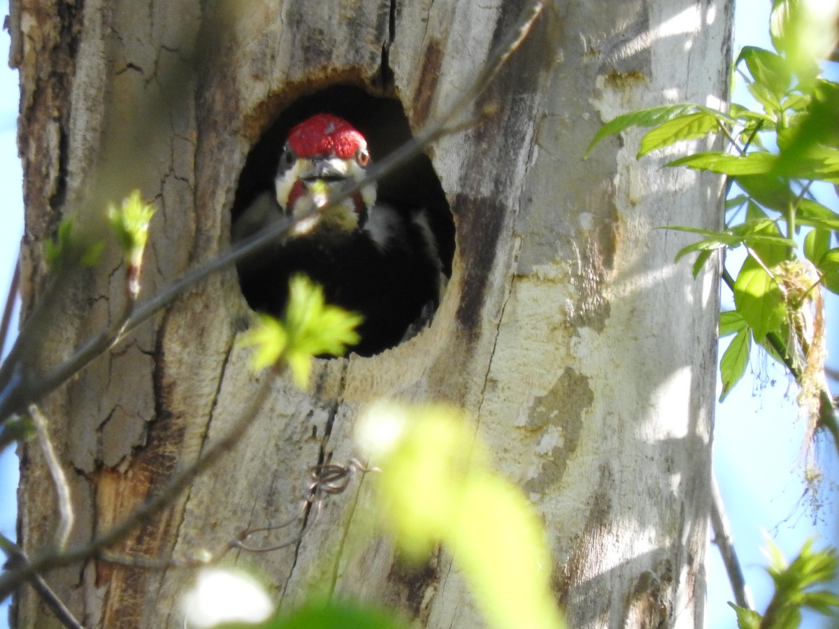 Pileated Woodpecker - ML220702091