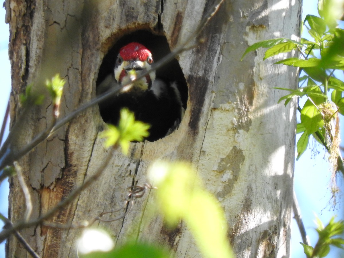 Pileated Woodpecker - ML220702121