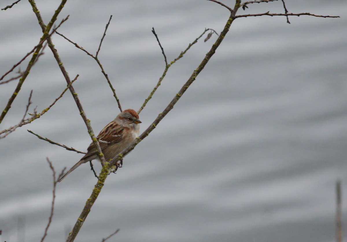 American Tree Sparrow - ML220703181