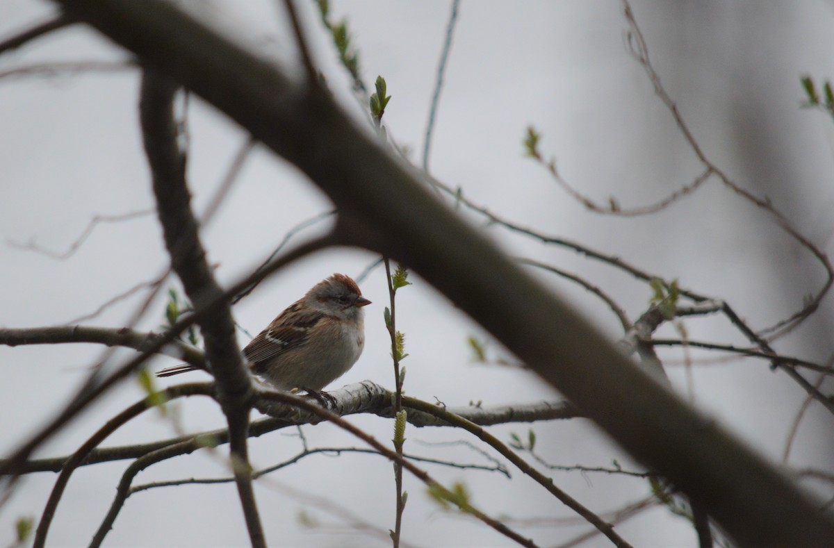 American Tree Sparrow - ML220703201