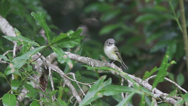 Blue-headed Vireo - ML220705381