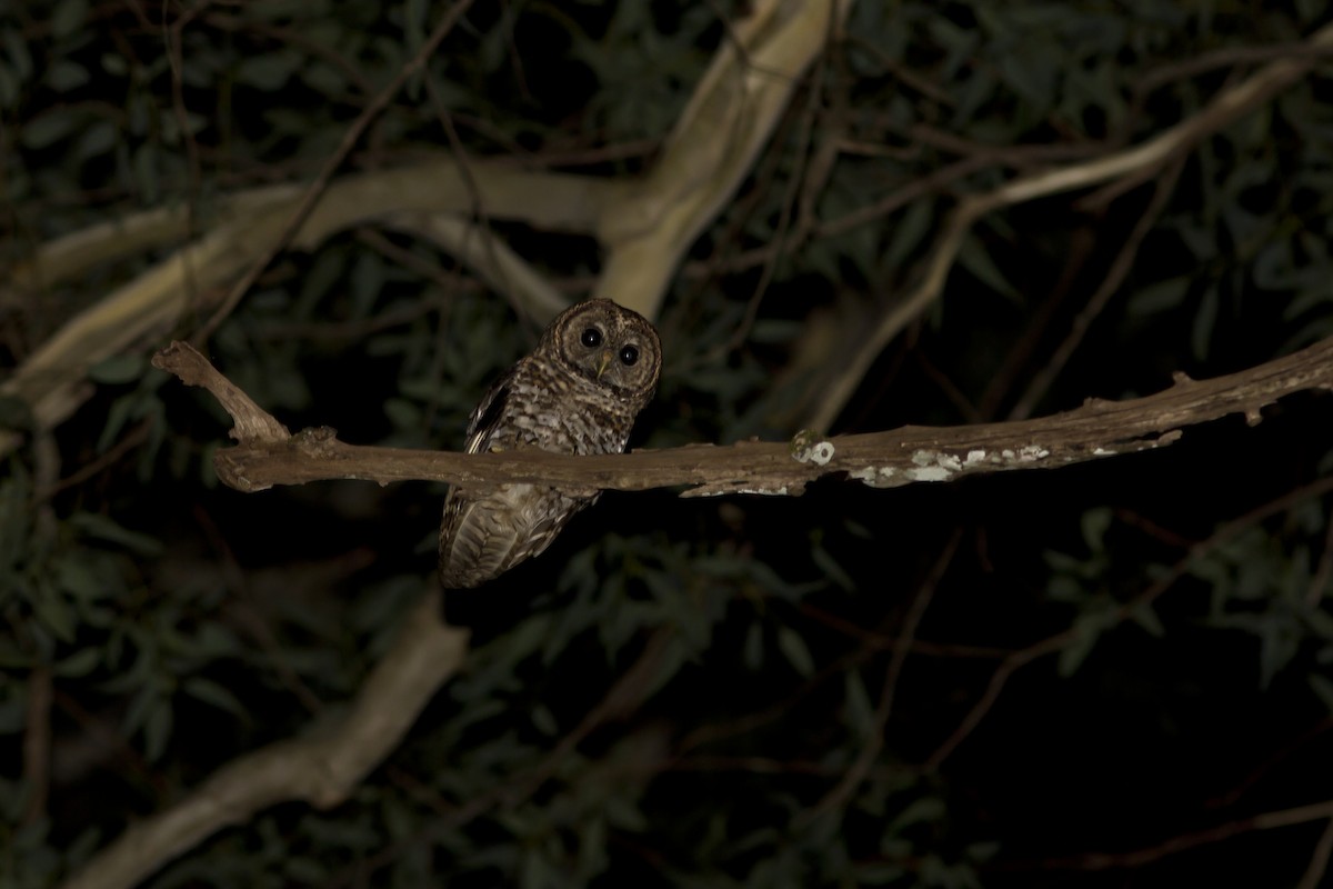 Rusty-barred Owl - Rogério Machado