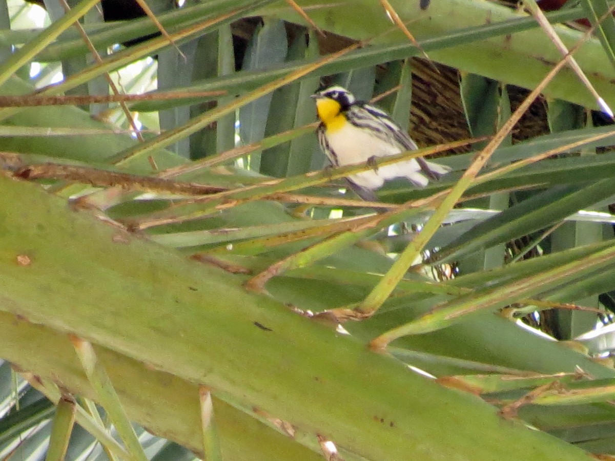 Reinita Gorjiamarilla - ML220710231