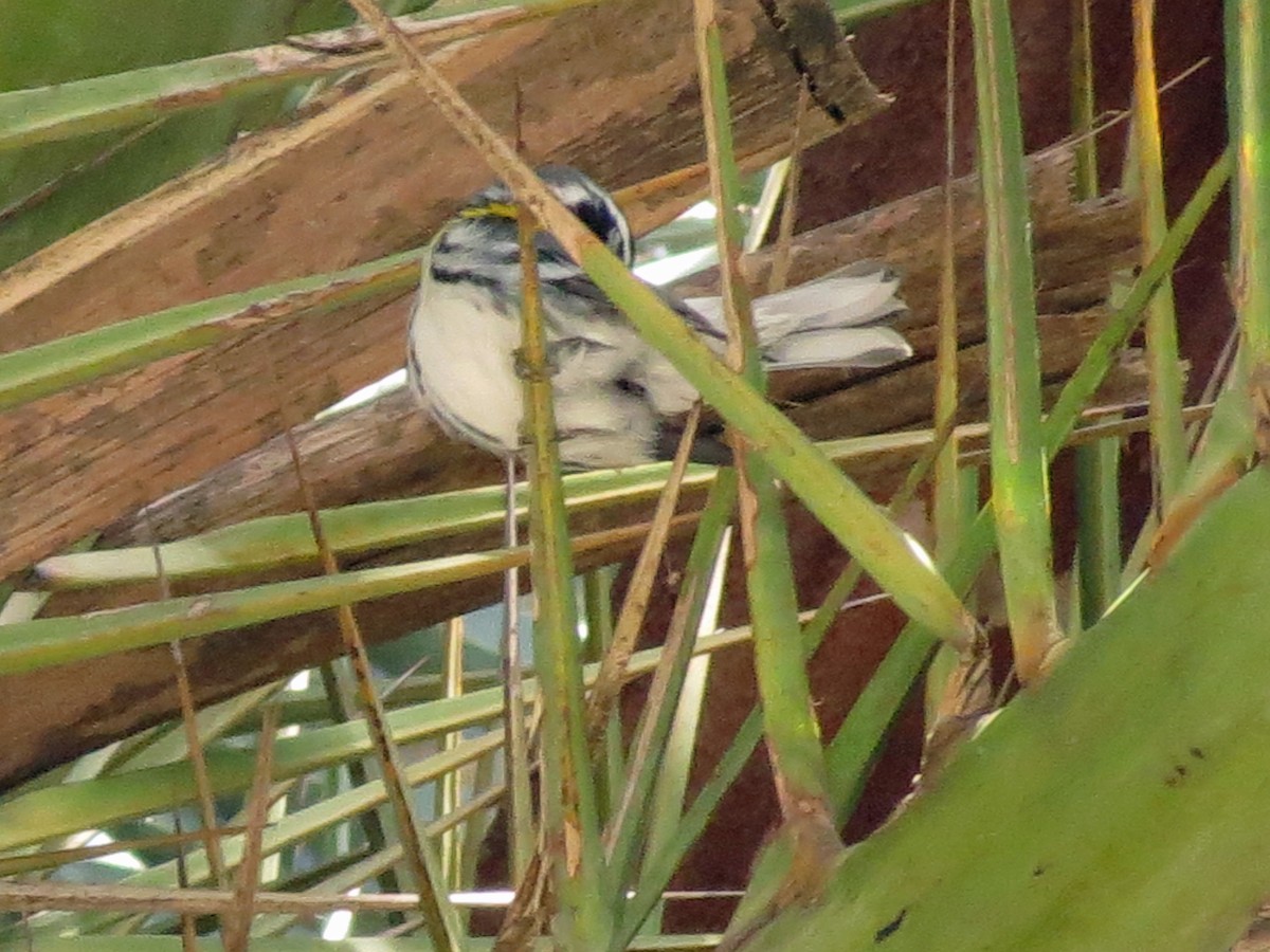 Yellow-throated Warbler - Brian Daniels