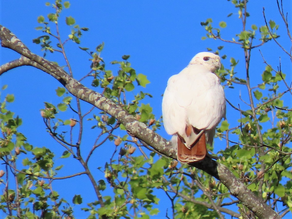 Red-tailed Hawk - ML220710691