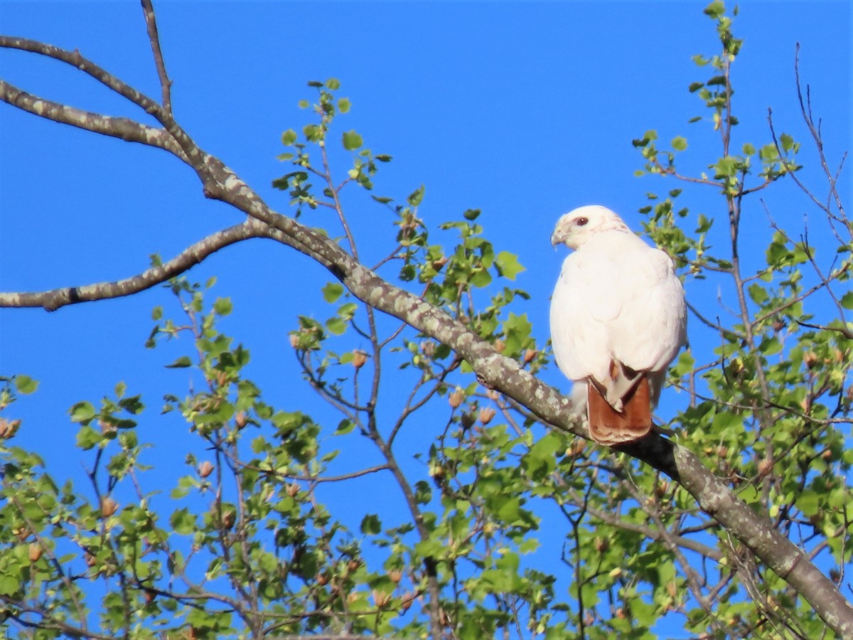 Red-tailed Hawk - ML220711301