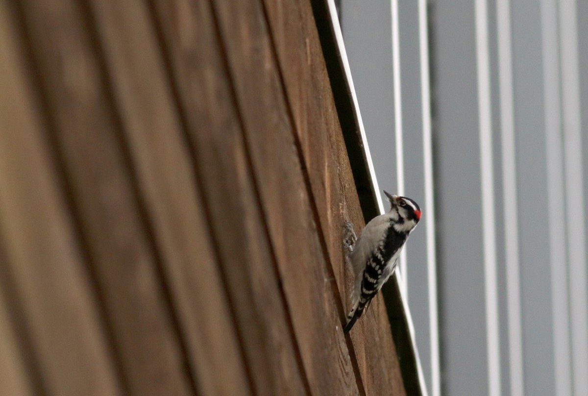 Downy Woodpecker (Eastern) - Jay McGowan