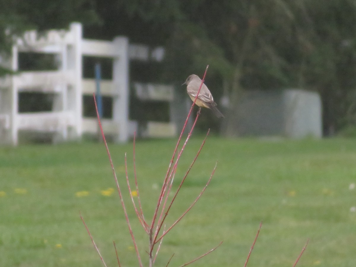 Say's Phoebe - Christy Kuhlman