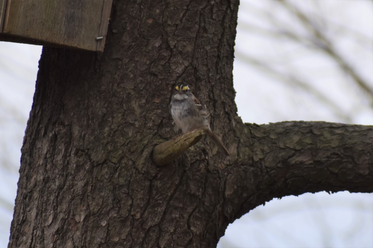 White-throated Sparrow - ML220712391