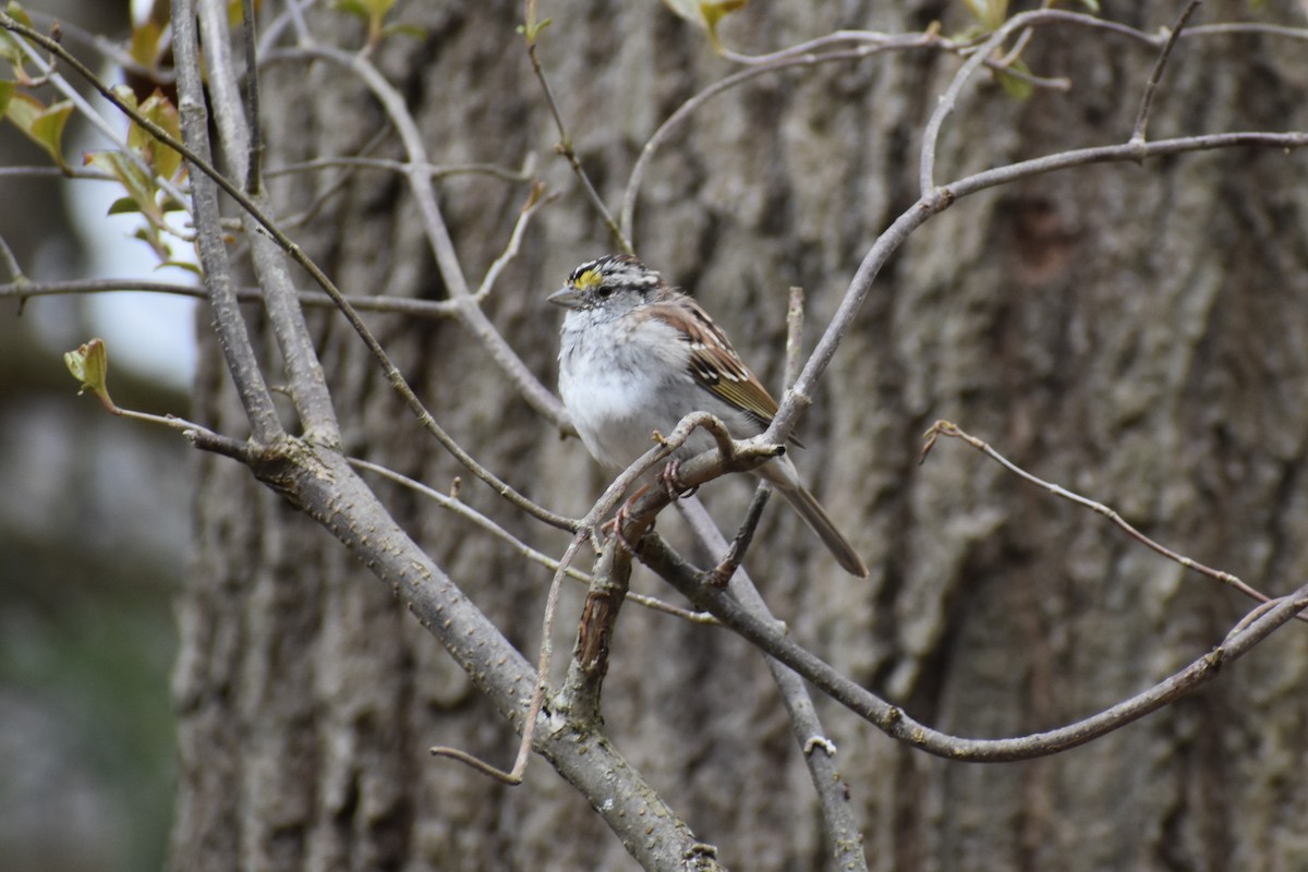 White-throated Sparrow - Andrea McFall
