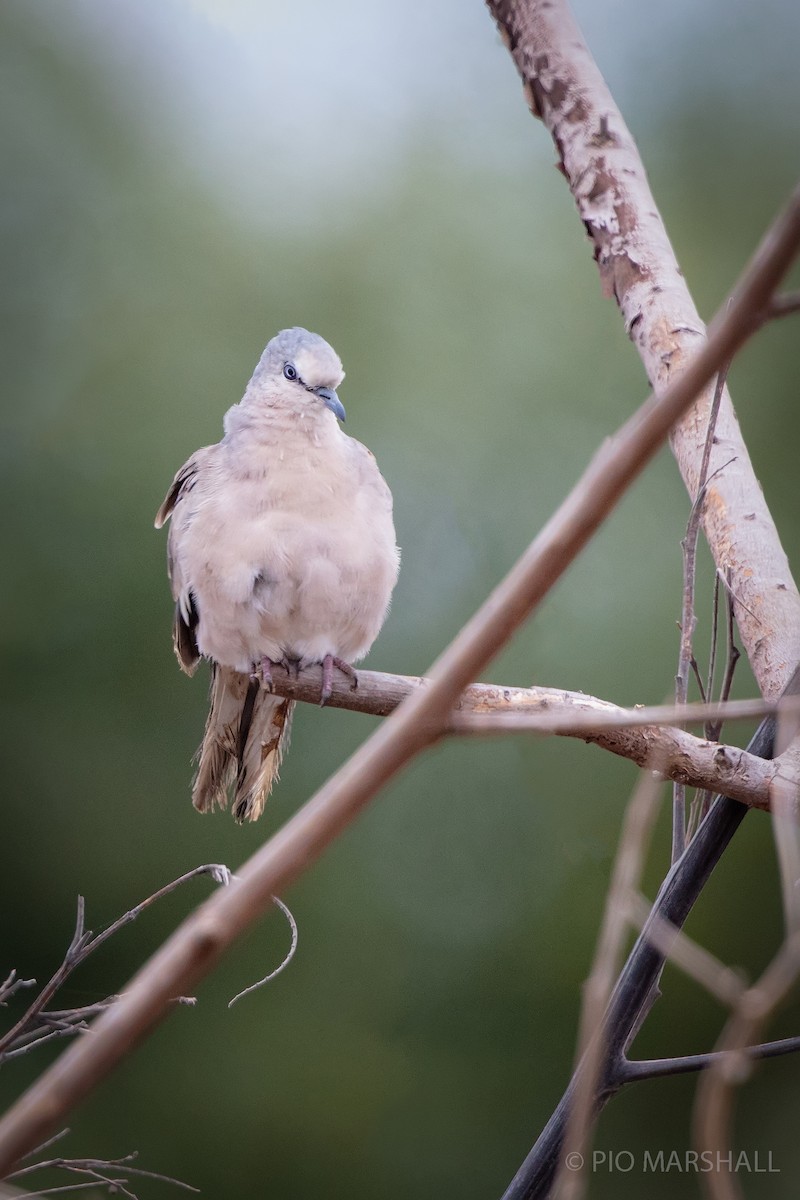 Picui Ground Dove - ML220716101