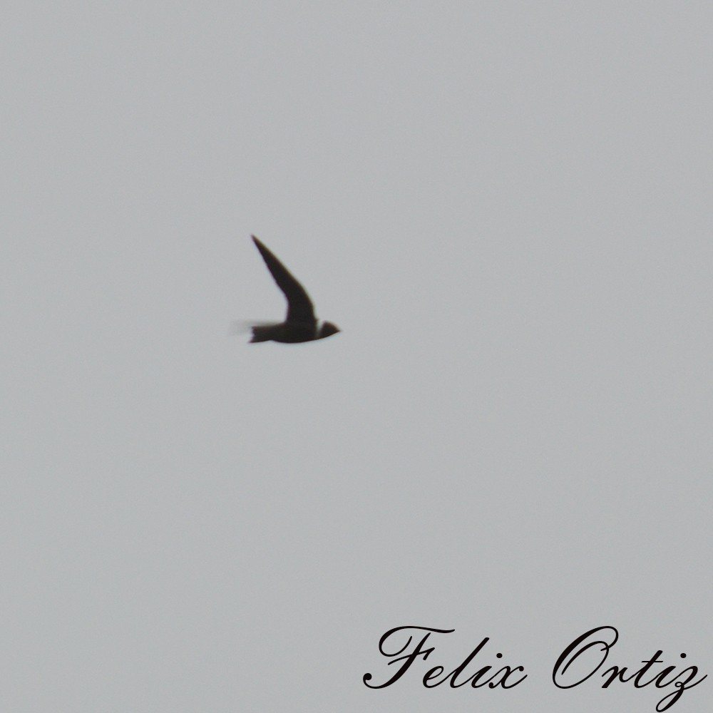 White-collared Swift - ML220718471