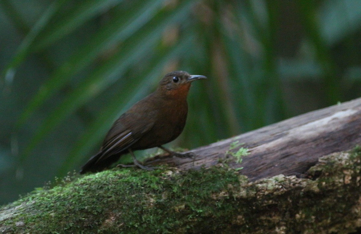 South American Leaftosser (Guianan) - ML220718491