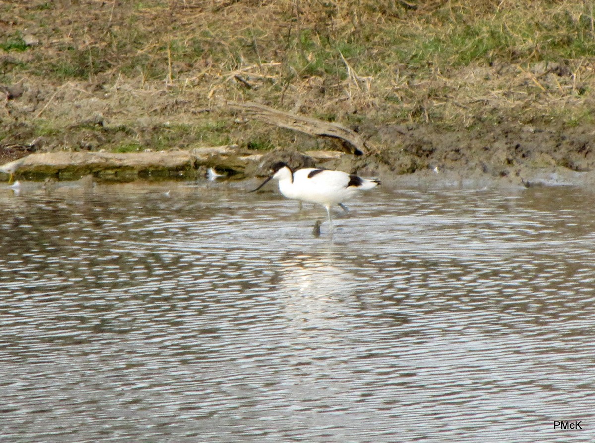 Pied Avocet - ML220718791