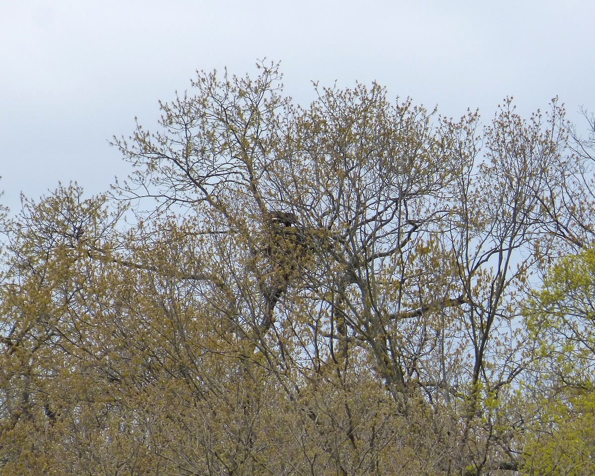 Bald Eagle - ML220723381