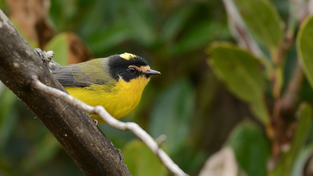 Yellow-crowned Redstart - Miguel Aguilar @birdnomad