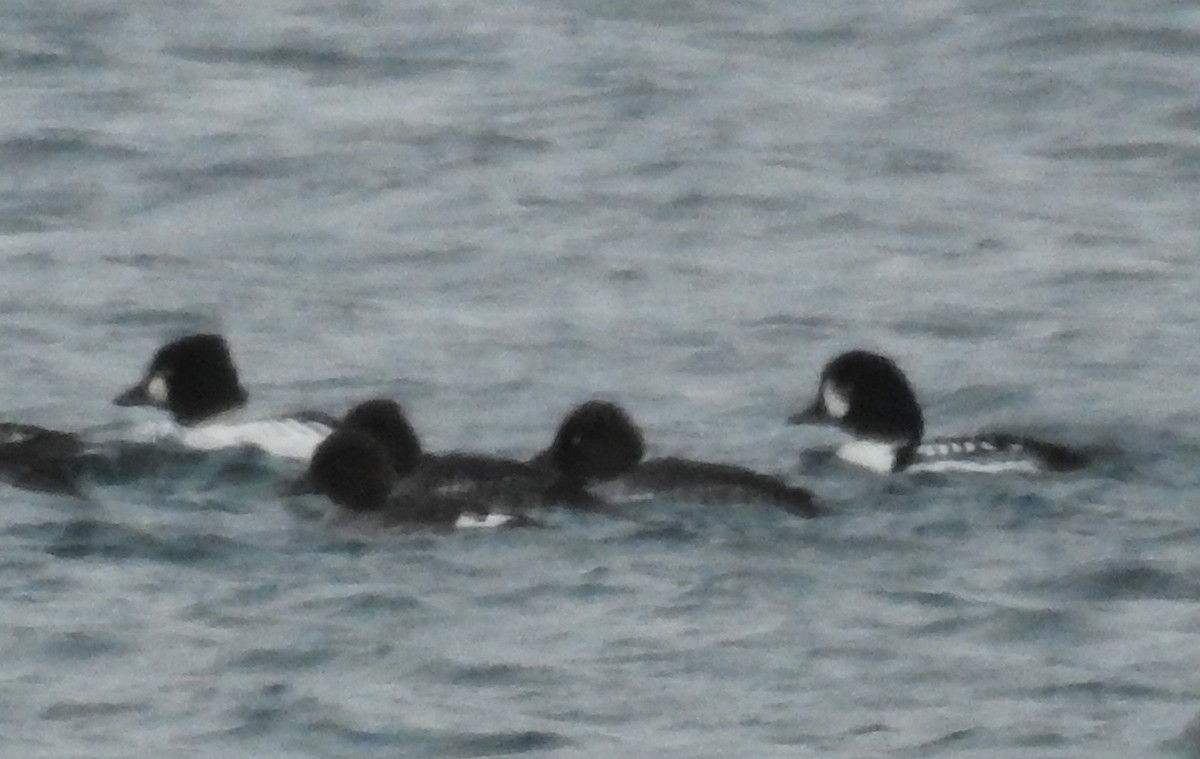 Barrow's Goldeneye - ML22072501