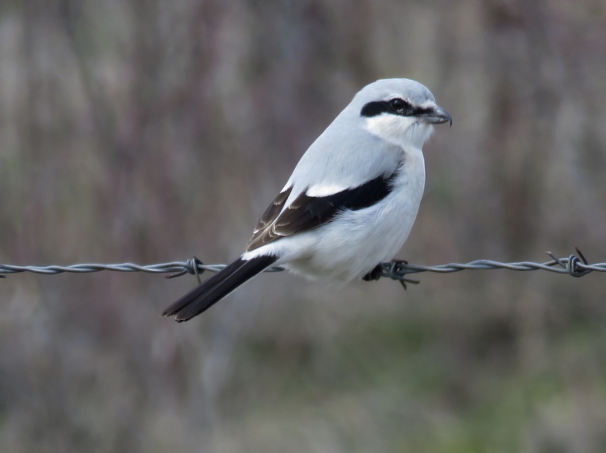 Northern Shrike - Nick Swan