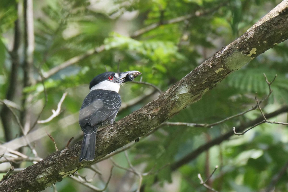 Guianan Puffbird - ML220727051