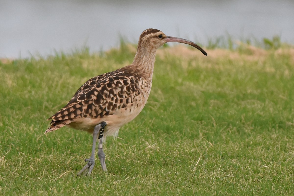 Bristle-thighed Curlew - Satoko Lincoln
