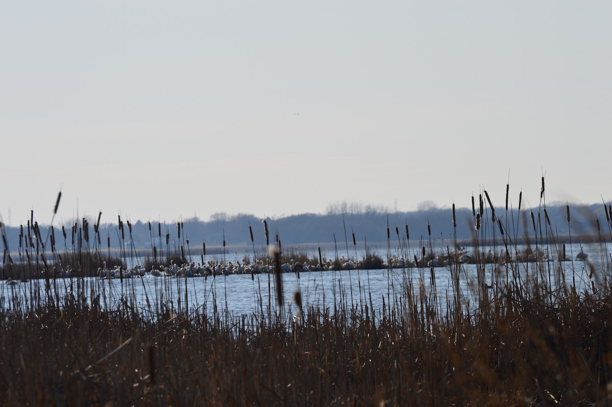 American White Pelican - ML220732221