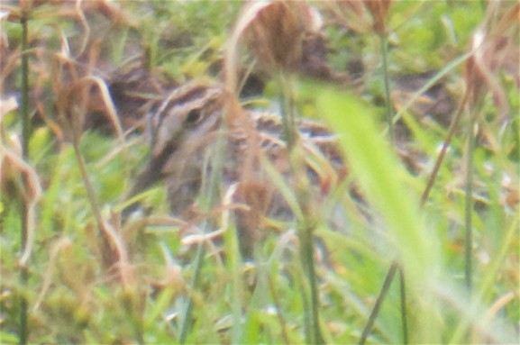 Wilson's Snipe - Satoko Lincoln