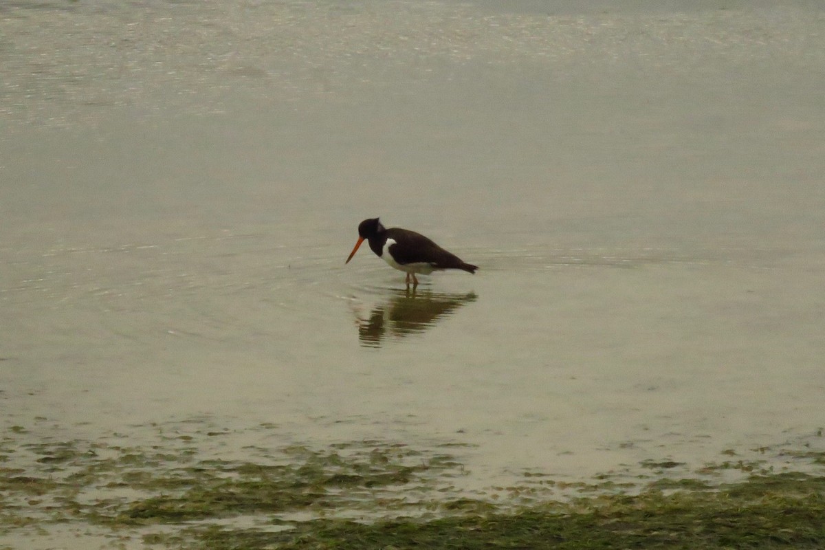 South Island Oystercatcher - ML220736181