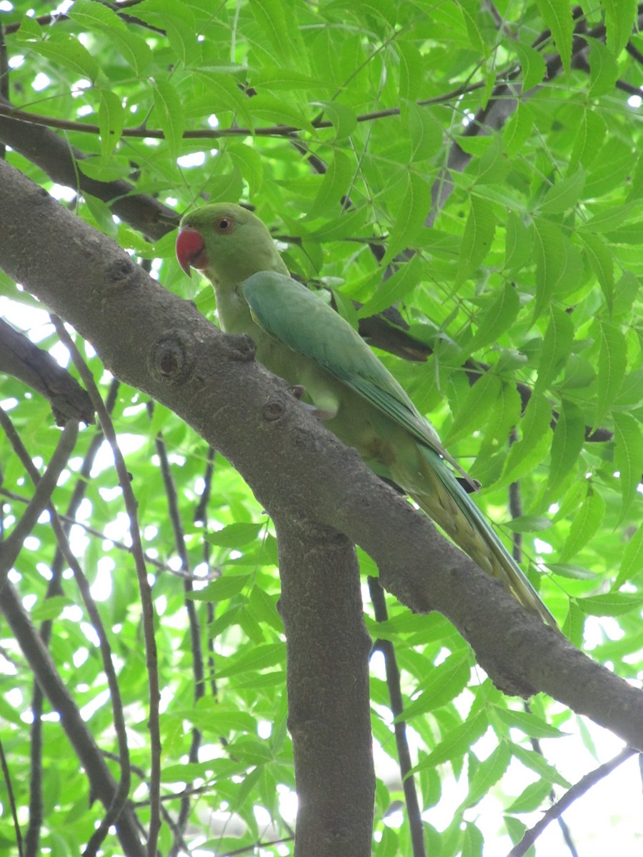 Rose-ringed Parakeet - Jeffrey Turner