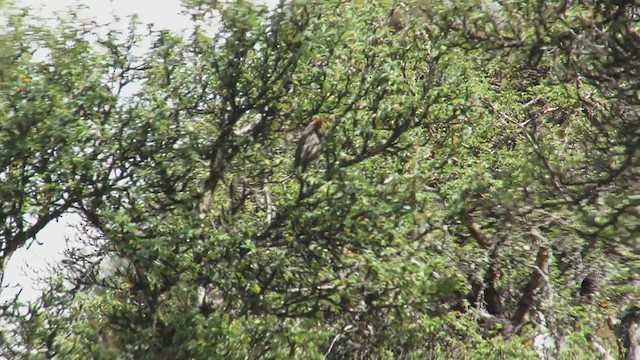 マミジロエナガカマドドリ - ML220745001