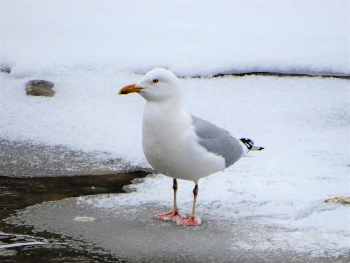 American Herring Gull - ML220747631