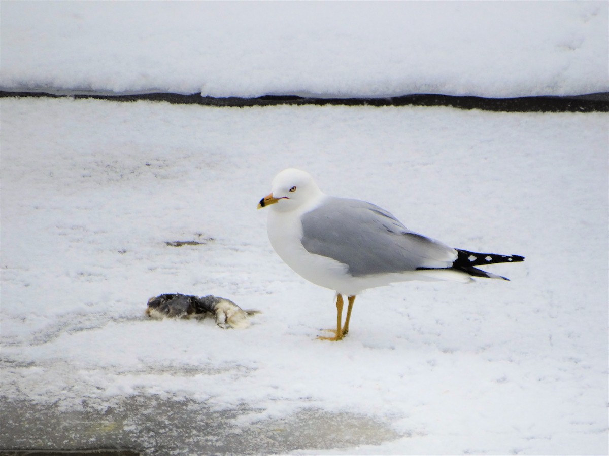 Ring-billed Gull - ML220747671