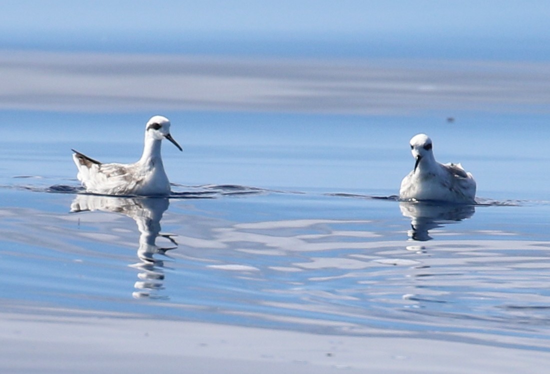 Phalarope à bec étroit - ML22074781