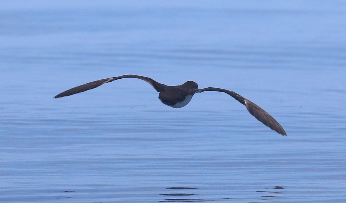 Galapagos Shearwater - ML22074801