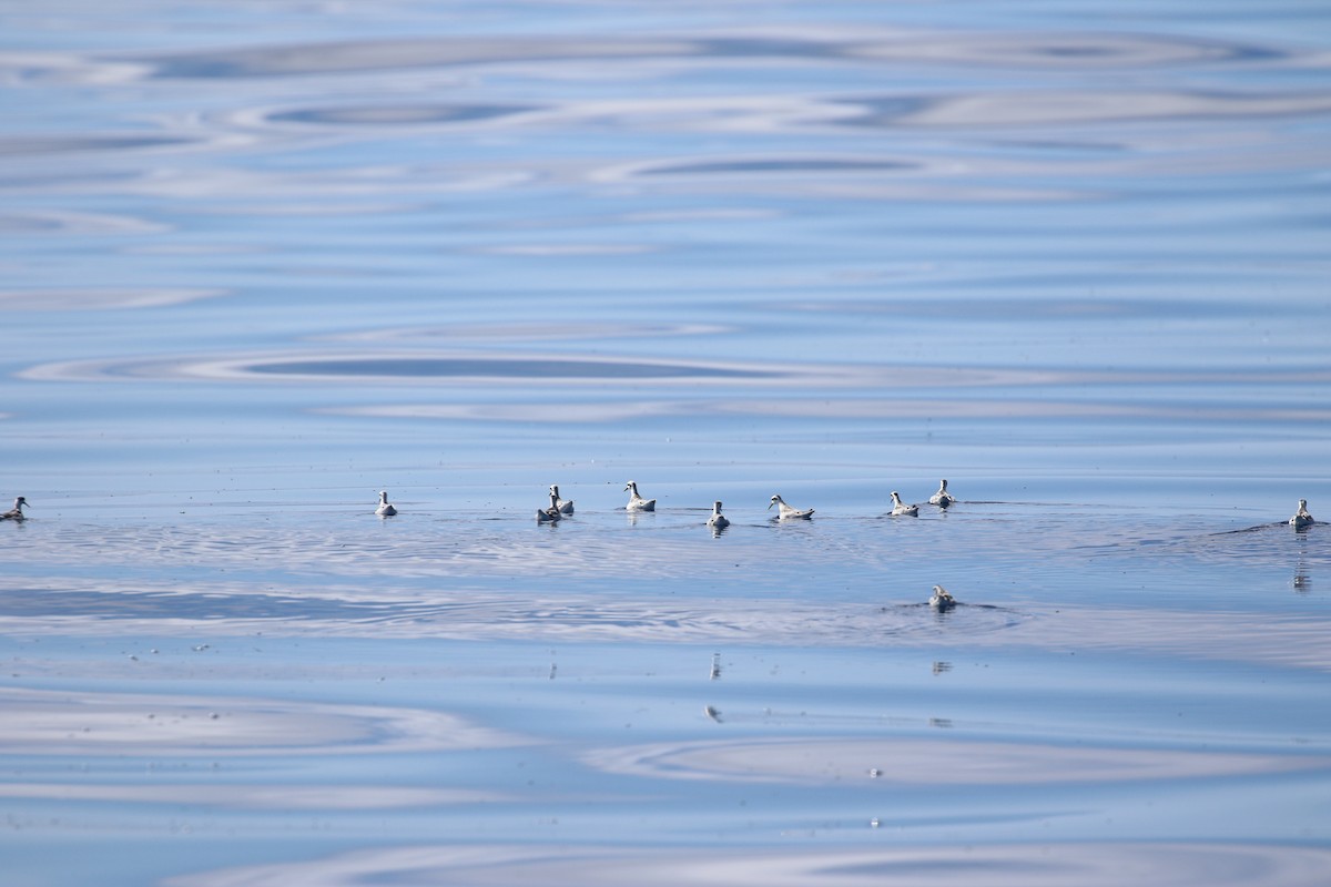 Red-necked Phalarope - ML22074811