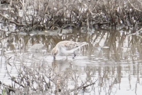 Bergstrandläufer - ML220748891