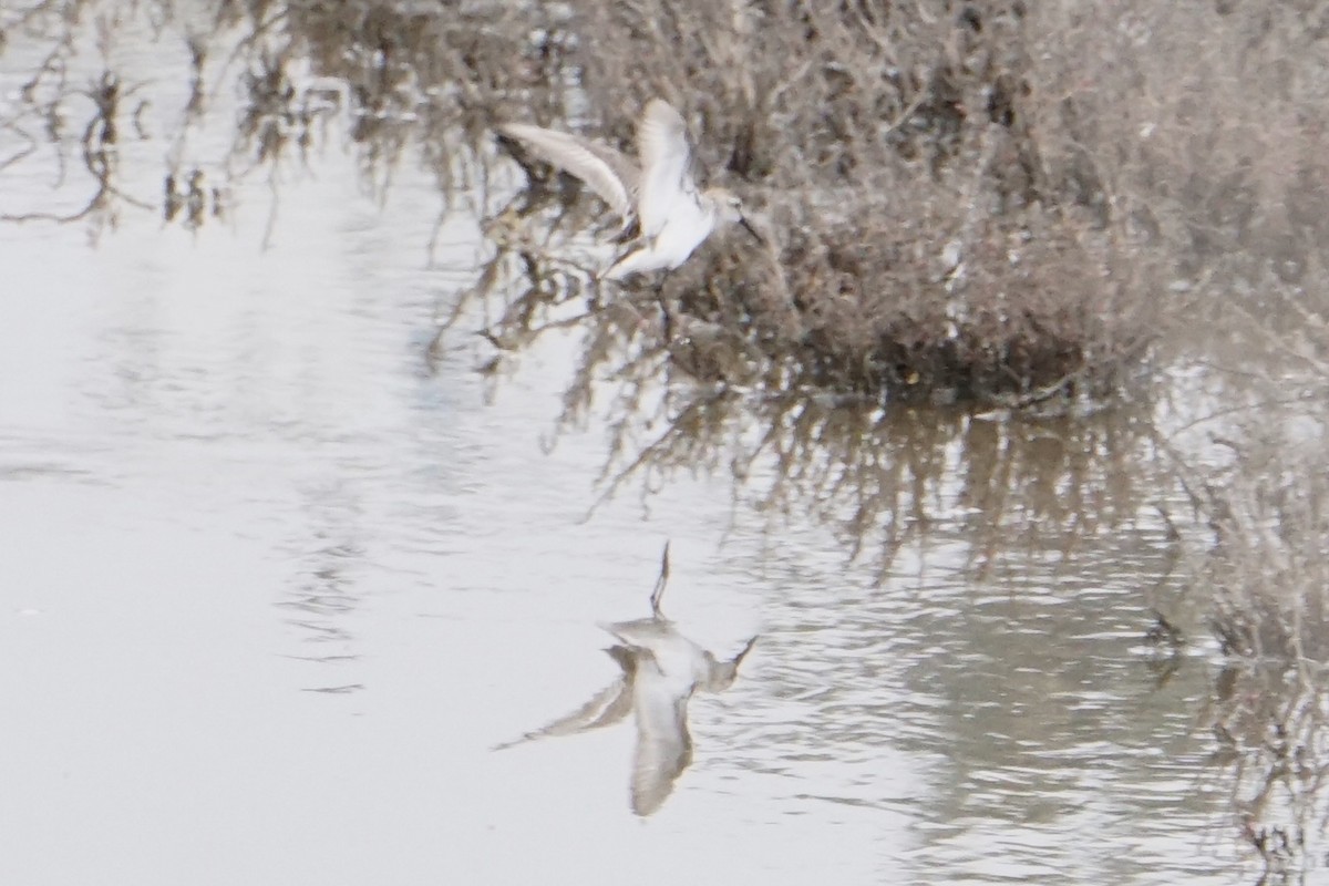 Western Sandpiper - ML220748911