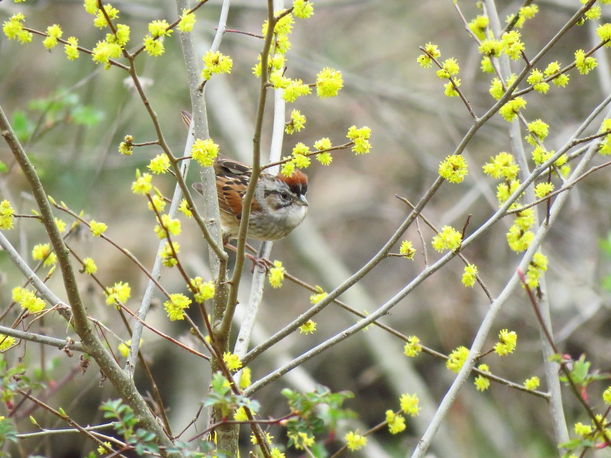 Swamp Sparrow - ML220749571