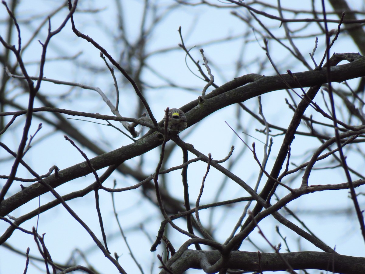 Yellow-rumped Warbler - ML220749761