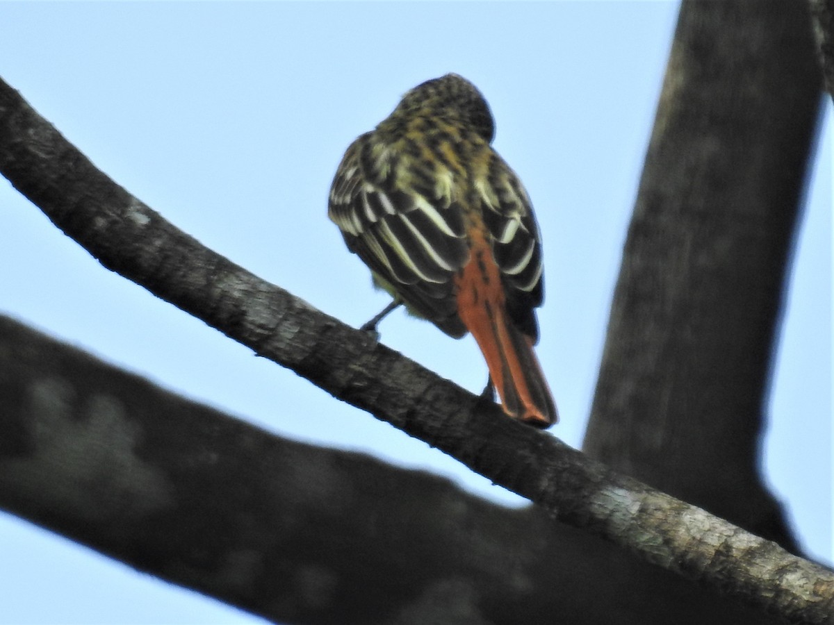 Sulphur-bellied Flycatcher - ML220749891