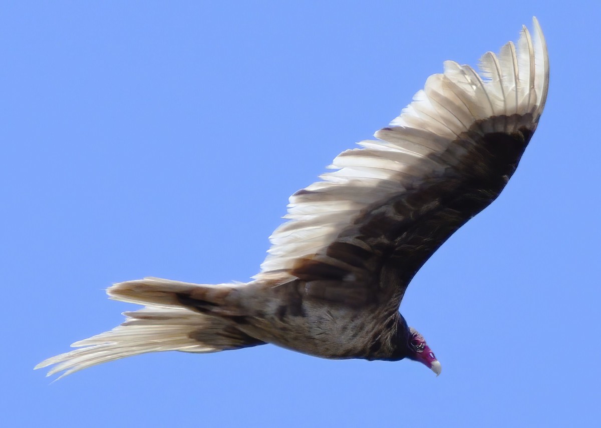 Turkey Vulture - ML220751911