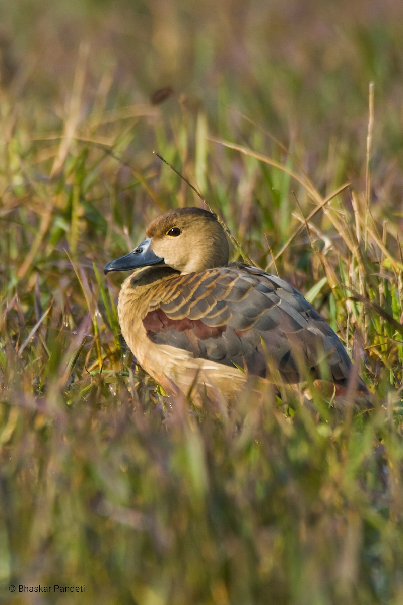 Lesser Whistling-Duck - Bhaskar pandeti