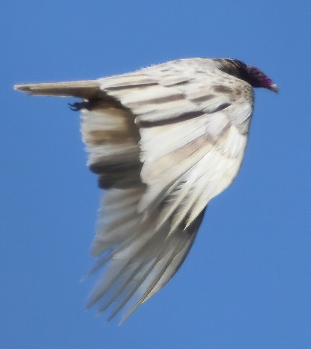 Turkey Vulture - ML220752161