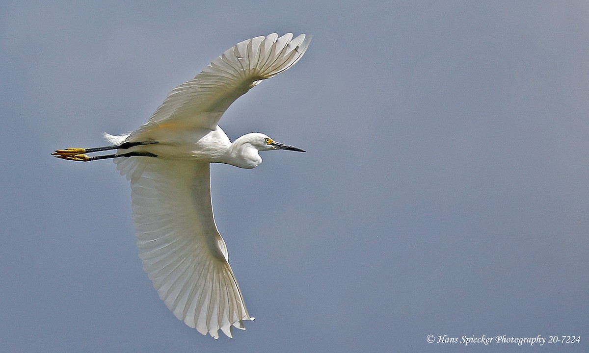 Snowy Egret - ML220756251