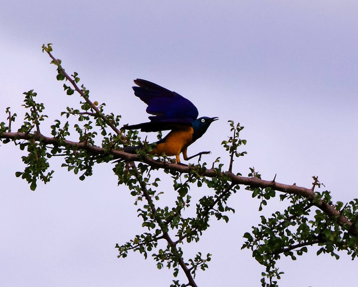 Golden-breasted Starling - Peder Svingen