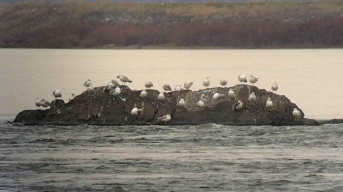 Ring-billed Gull - ML22076031