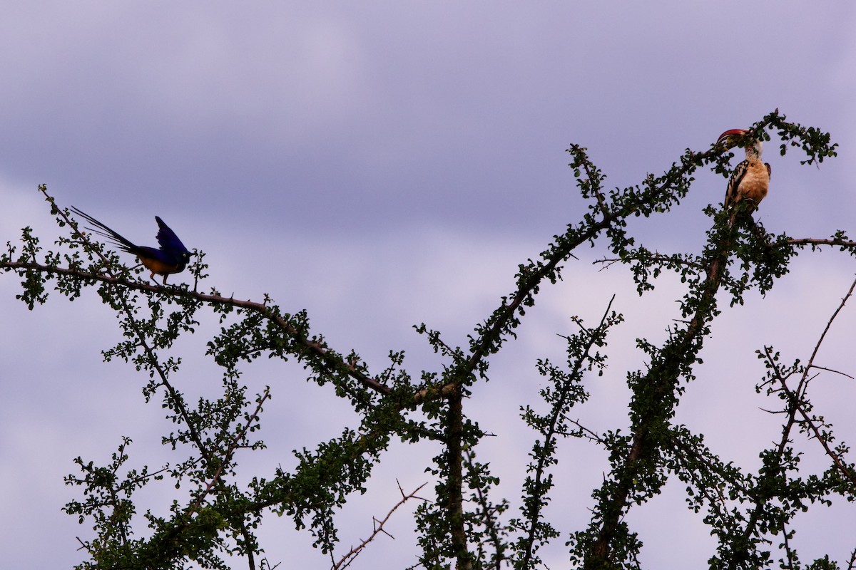 Golden-breasted Starling - ML220760841