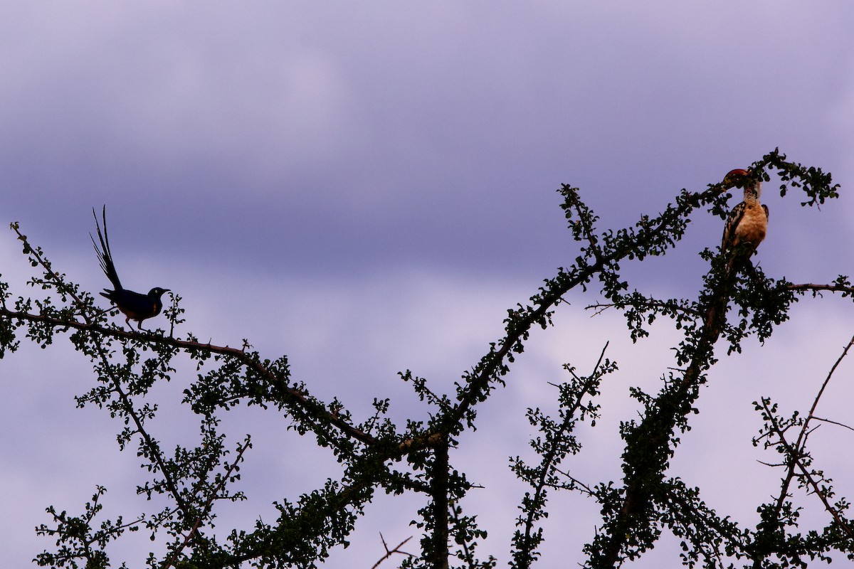 Golden-breasted Starling - ML220761211