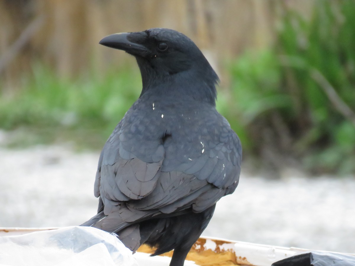 Fish Crow - ML220761961