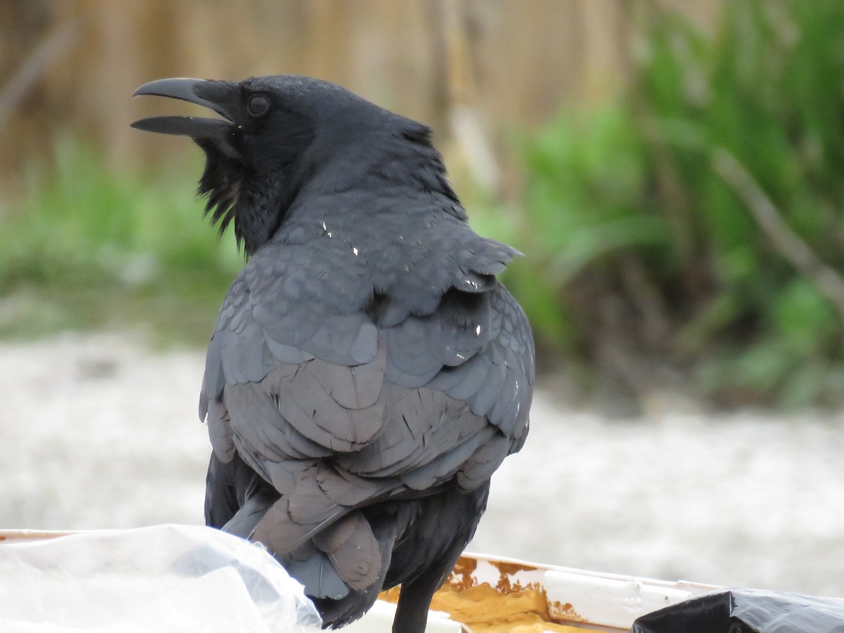 Fish Crow - ML220761971
